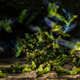 Green birbs